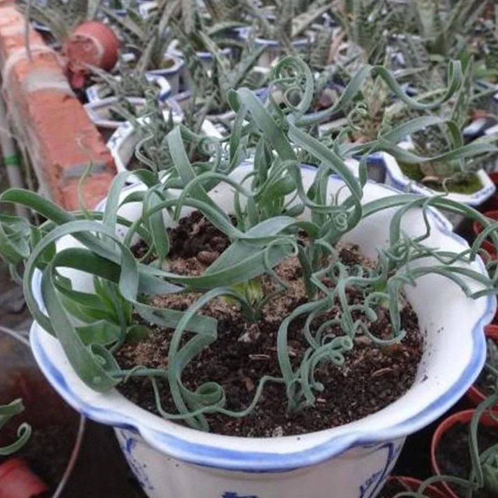 Semillas de bonsái 200 piezas plantas suculentas raras hierba primavera espiral