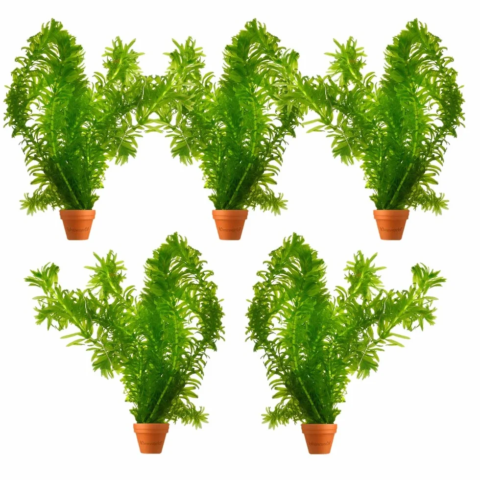 Elodea Densa Pack de 5 Planta Oxigenante para Estanque y Acuario Resistente Agua Limpia