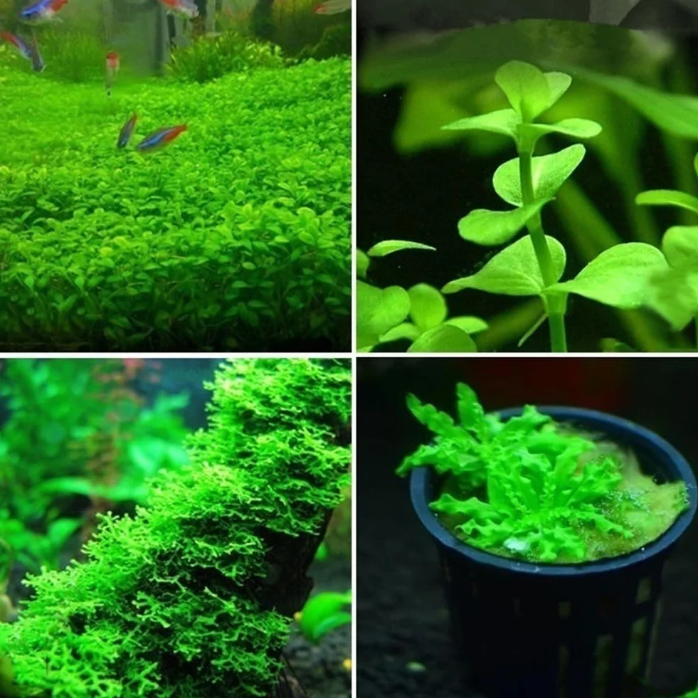 300/500 piezas semillas plantas agua raras musgo subacuático decoracion tallo hierba acuario