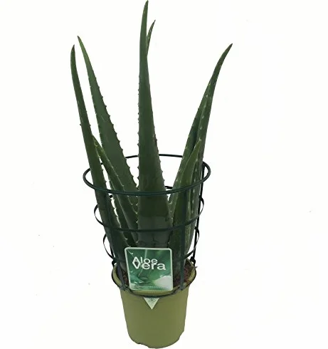 Aloe Vera Planta Viva Maceta 13cm