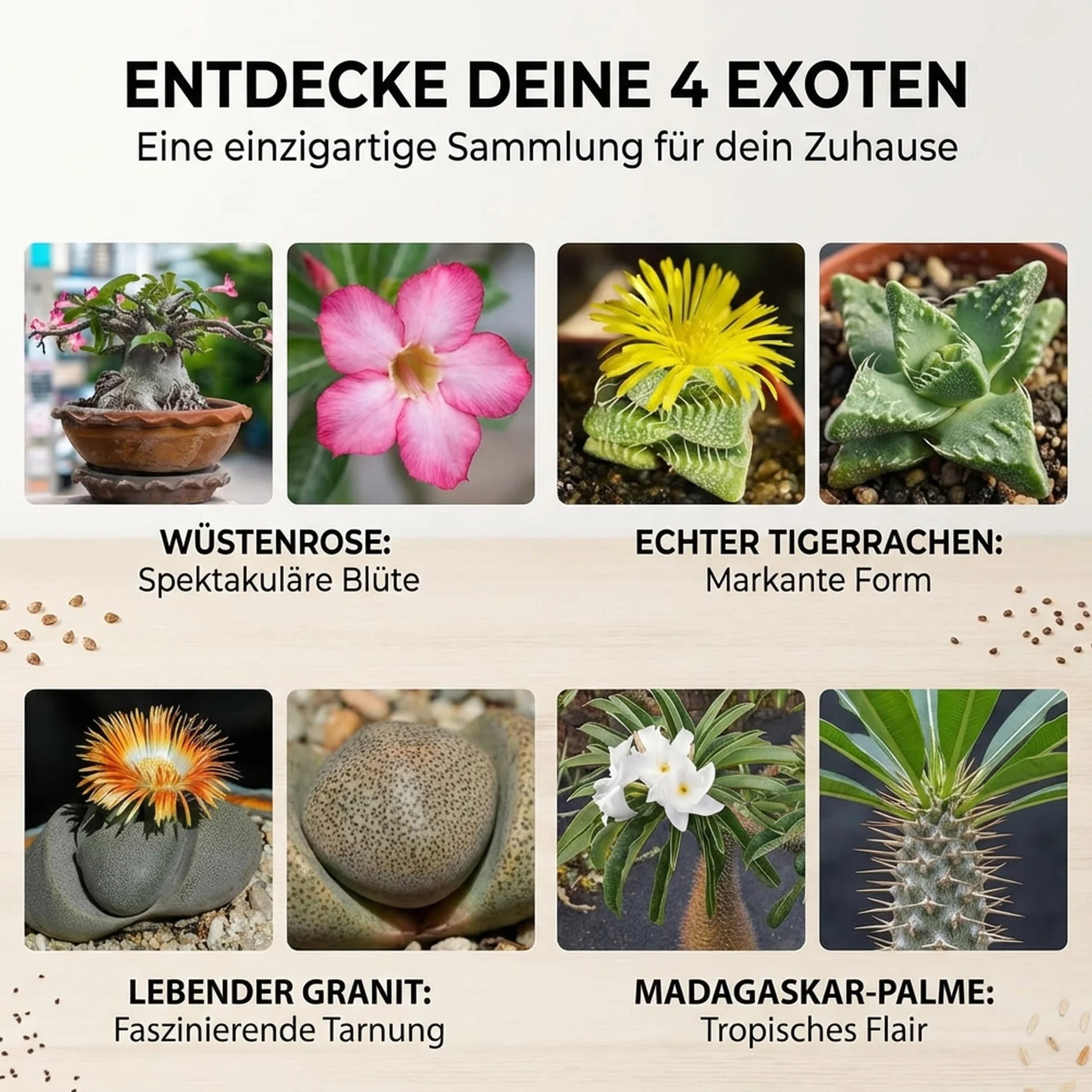 Semillas de cactus exóticas para floración - Set de 4 semillas suculentas