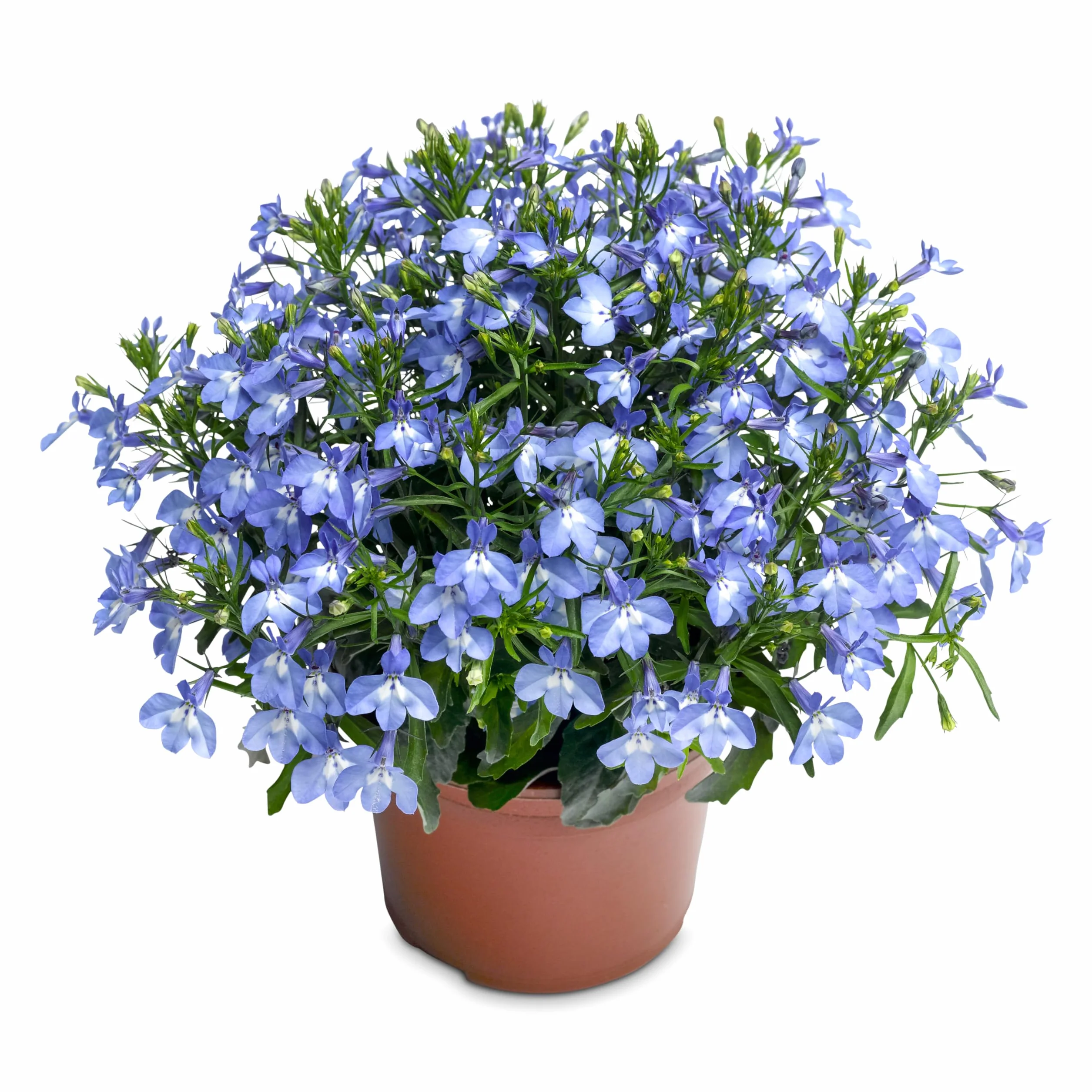 Lobelia Natural Planta de Primavera para Jardín
