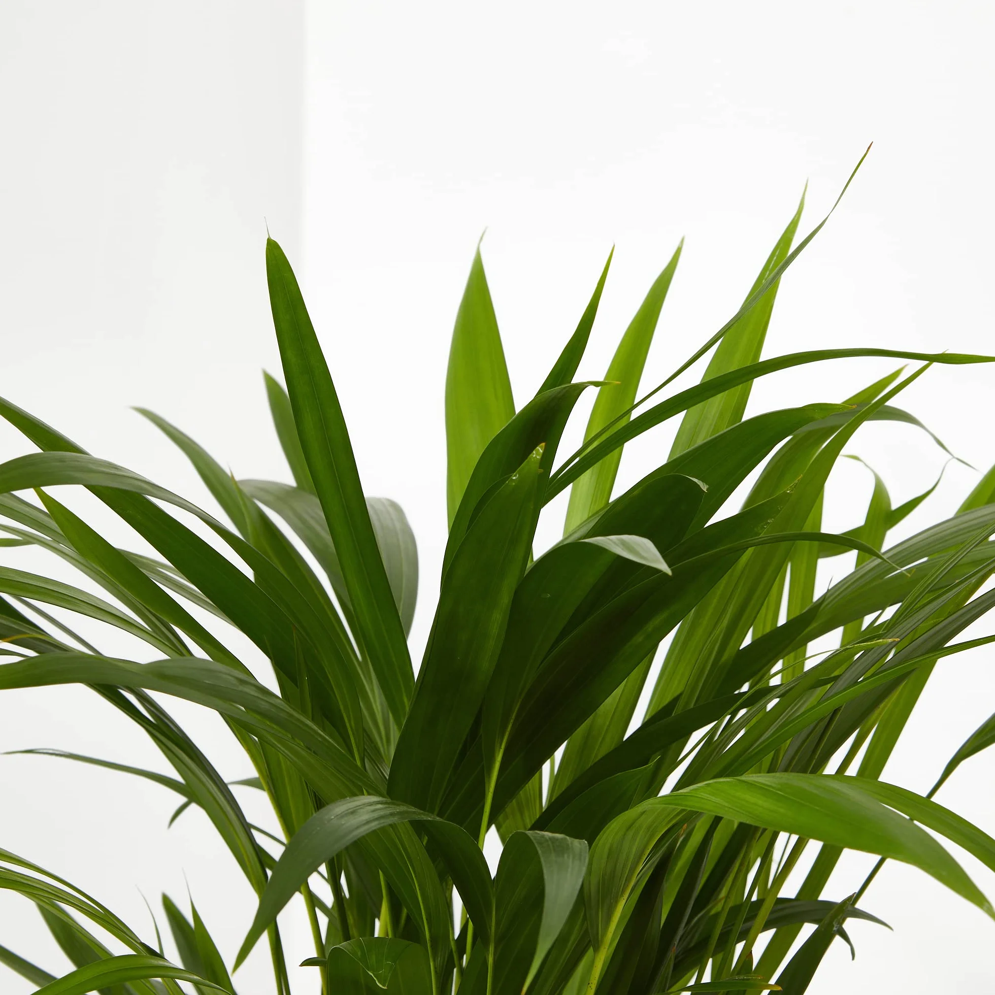 Verdecora Areca | Palmera amarilla | Palma de frutos de oro | Palmera bambú | Reina de las palmas | Planta Tropical natural de interior y exterior en maceta de 4 litros
