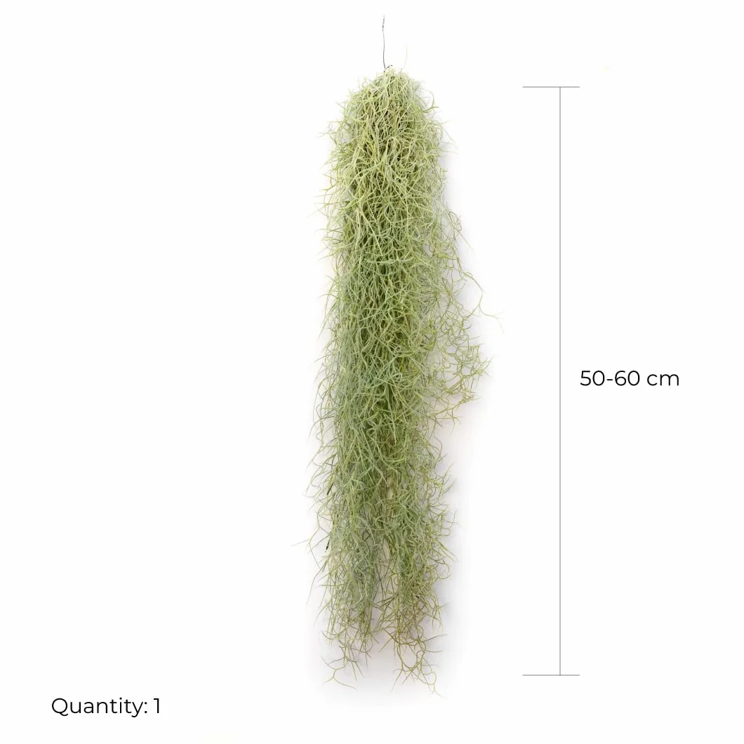 Tillandsia Usneoides Natural - Clavel del Aire - Planta Colgante de Exterior e Interior (50-60 cm)