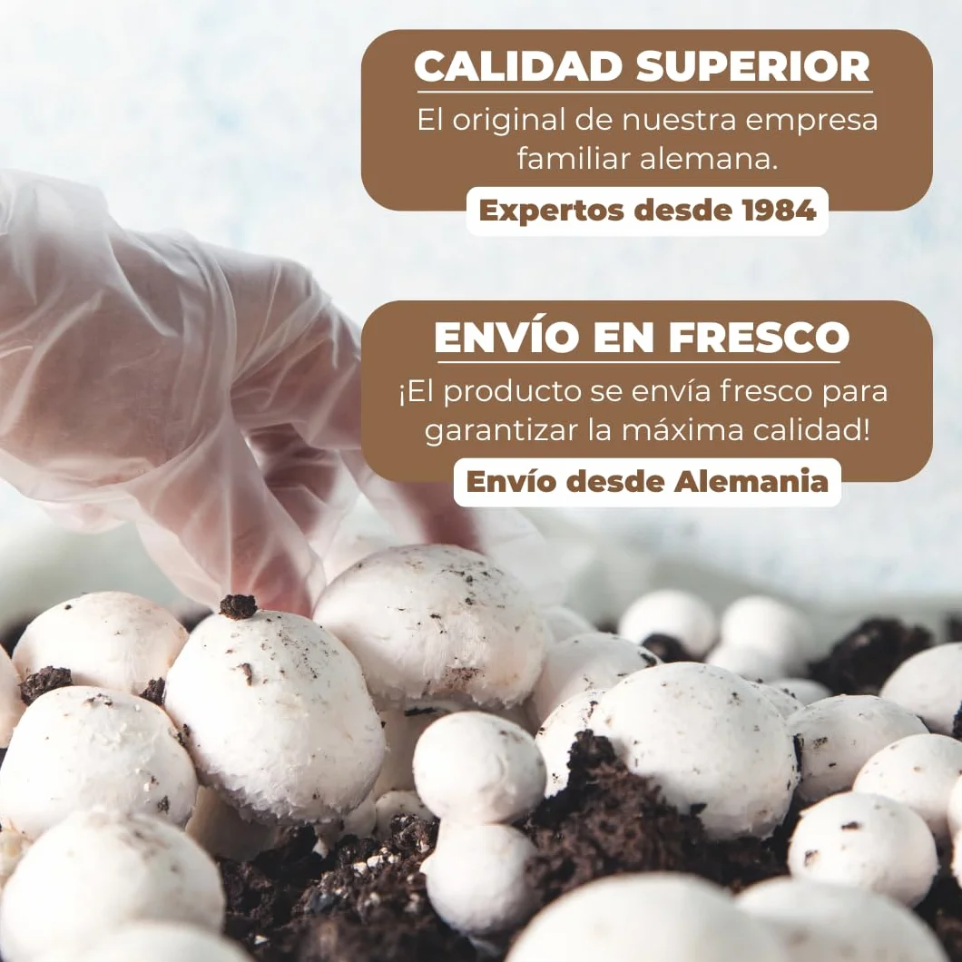 Hawlik Pilzbrut 2 cultivos de champiñones blanco y marrón pequeño Portobello