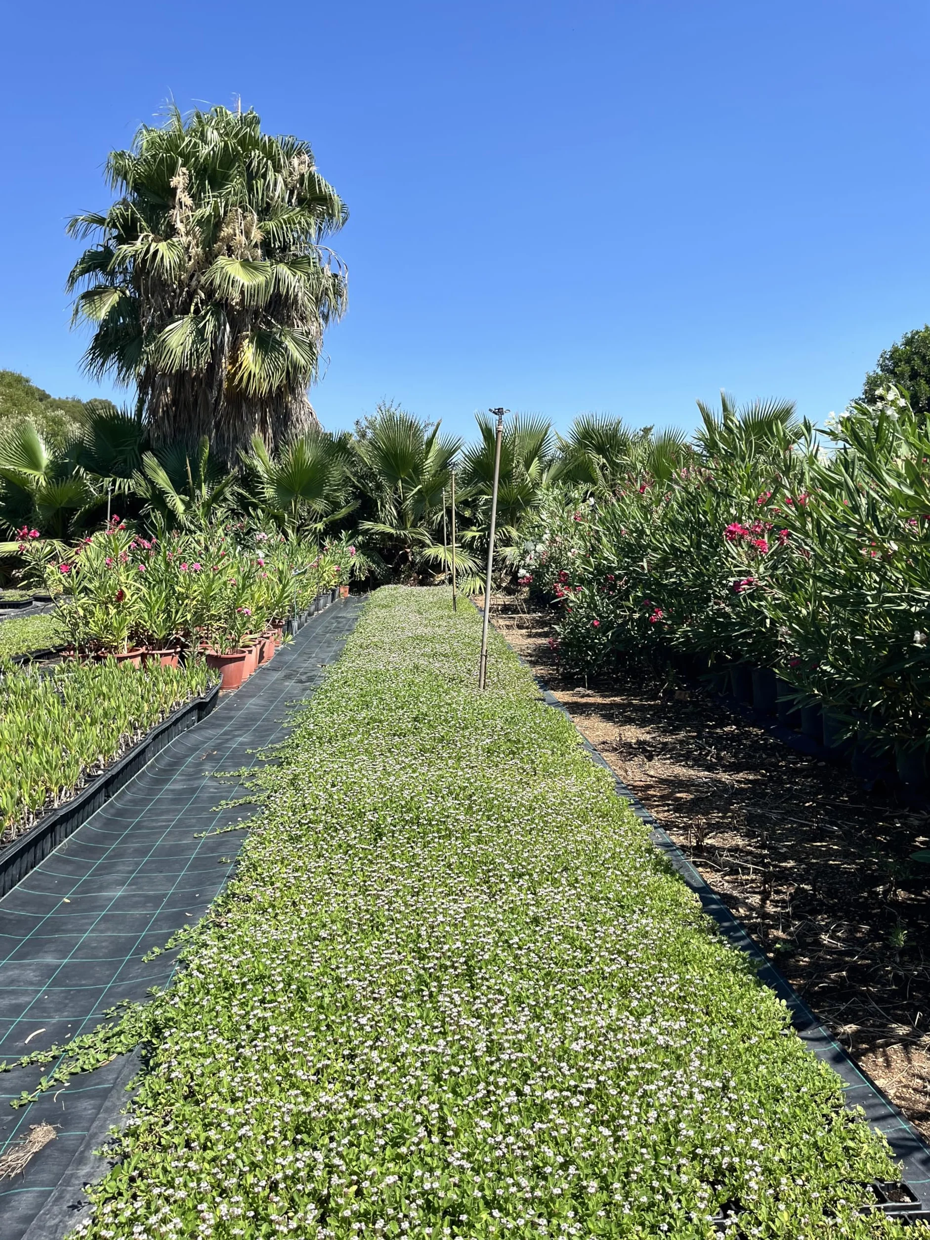 Lippia nodiflora Cubresuelos 5 m² Césped Alternativo Bajo Mantenimiento Planta Rastrera Tolerante Sequía Crecimiento Rápido