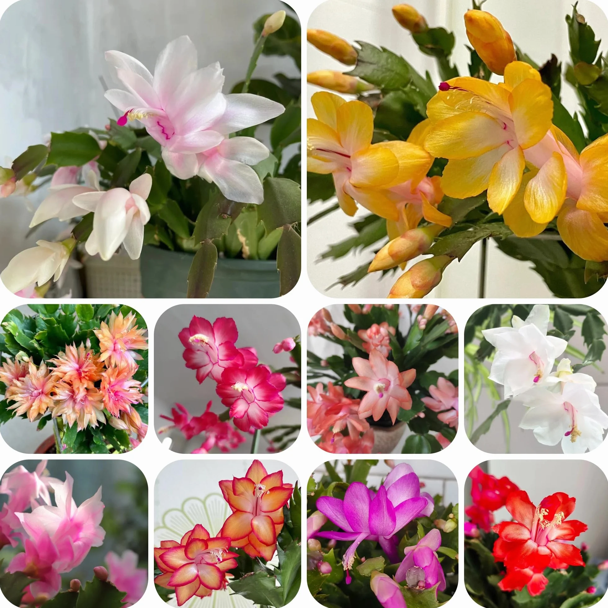 Schlumbergera Cactus de Navidad semillas 300szt suculentas decoración