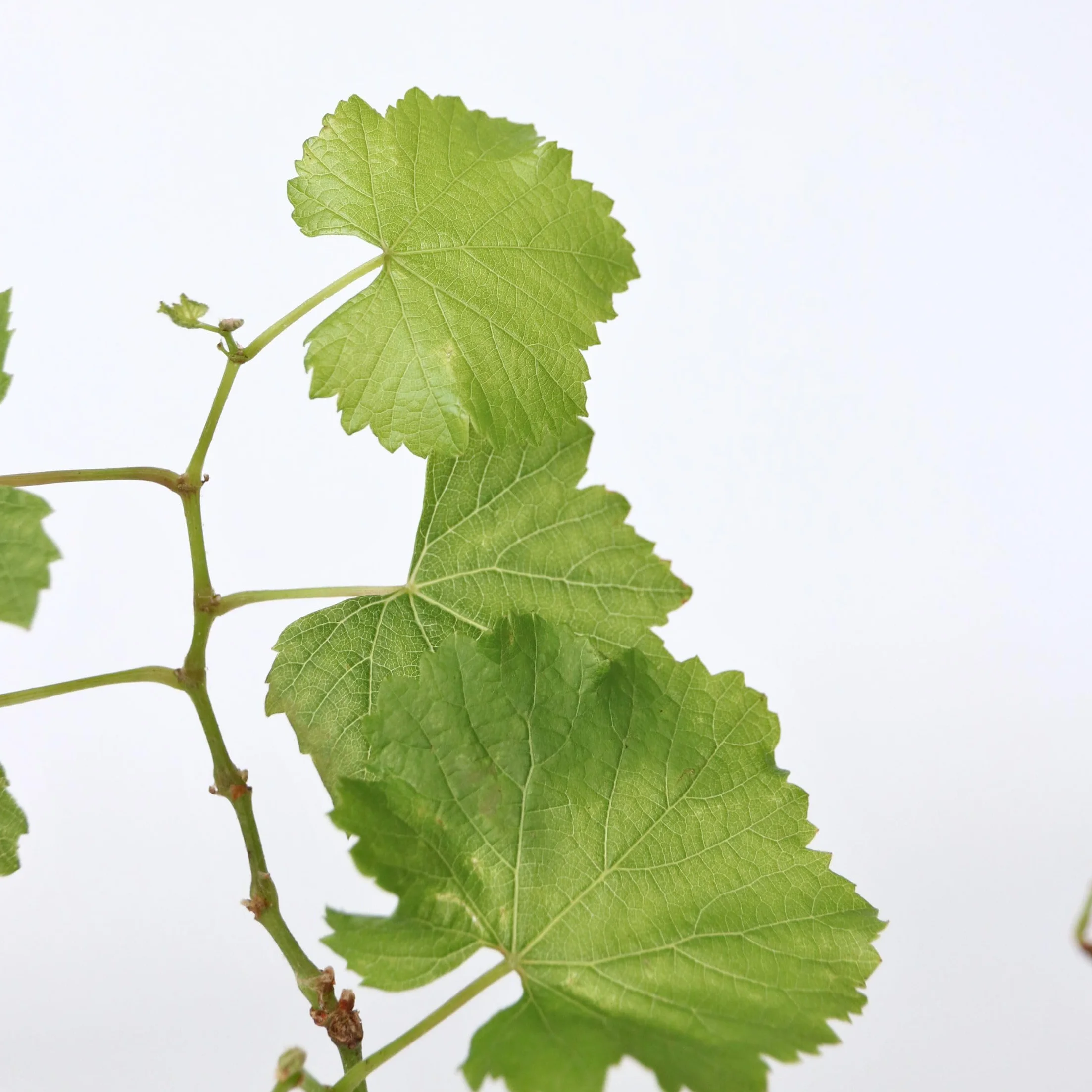 Vitis Vinifera Uva Blanco Set de 3 Maceta 9cm Altura 25-40cm