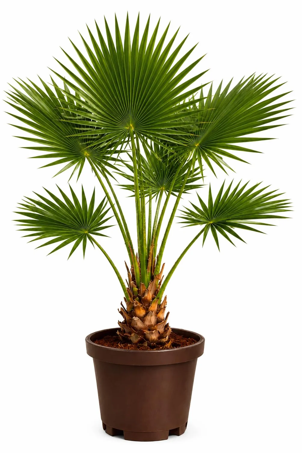 Palmera Washingtonia Natural 80–100 cm con Maceta Gratis Interior Exterior