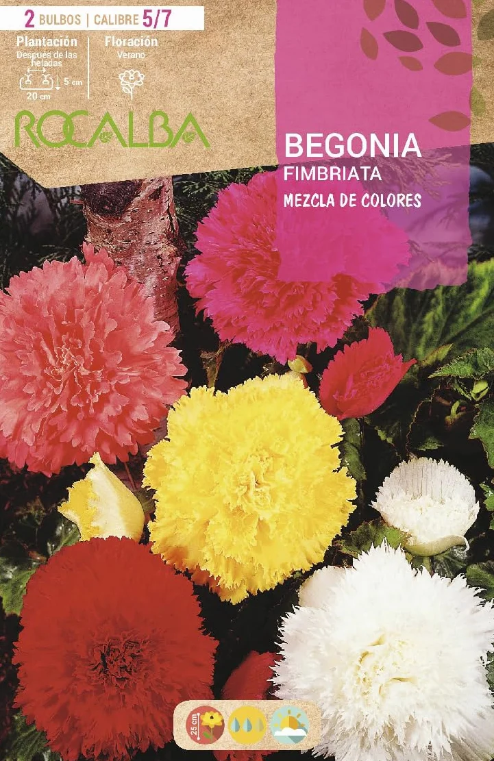 Begonia Fimbriata Mezcla de Colores, Blister 2 Bulbos Calibre 5/7 Rocalba