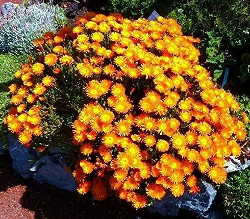 Lampranthus Aureus Naranja Living Stone suculentas mesembs semillas 20 semillas