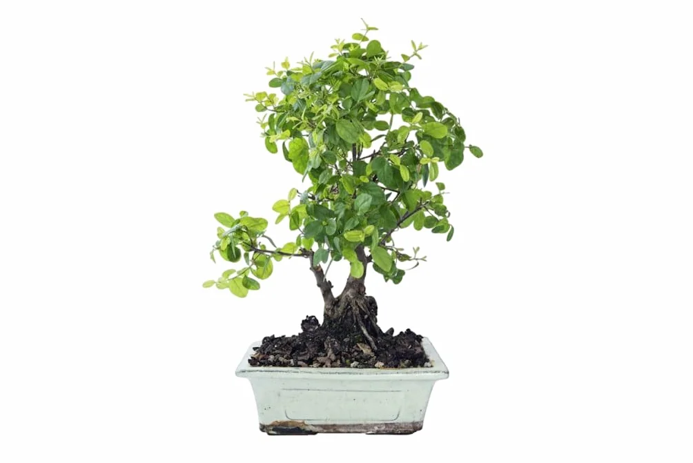 Planta Viva Bonsái Serissa Phoetida Natural con Flores Blancas – DECOALIVE | Bonsái para Interior Luminoso, Fácil Mantenimiento y Estética Refinada para Regalar
