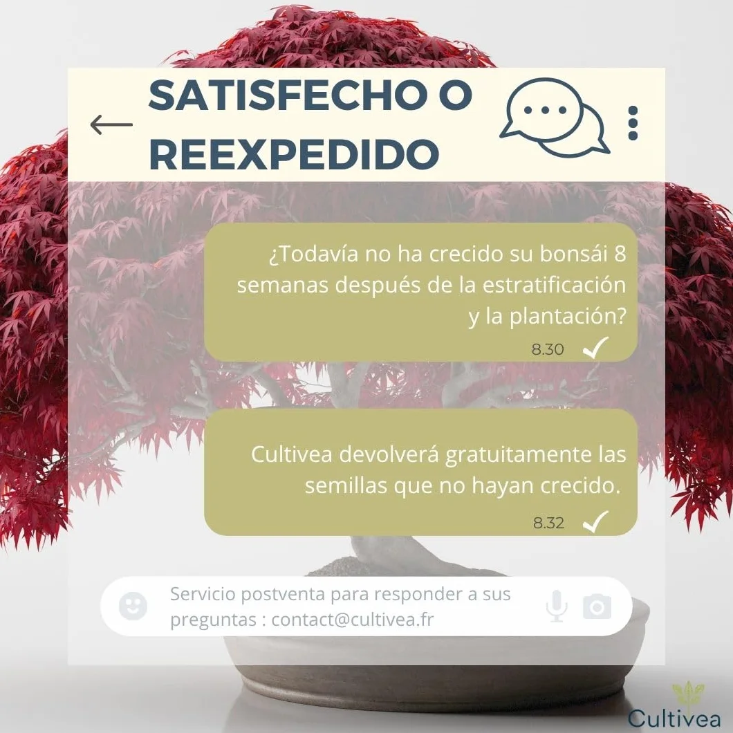 CULTIVEA® Kit de 6 Bonsái para cultivar - Arce rojo, Cercis chino, Albizia, Cornejo kousa, Abeto de Noruega