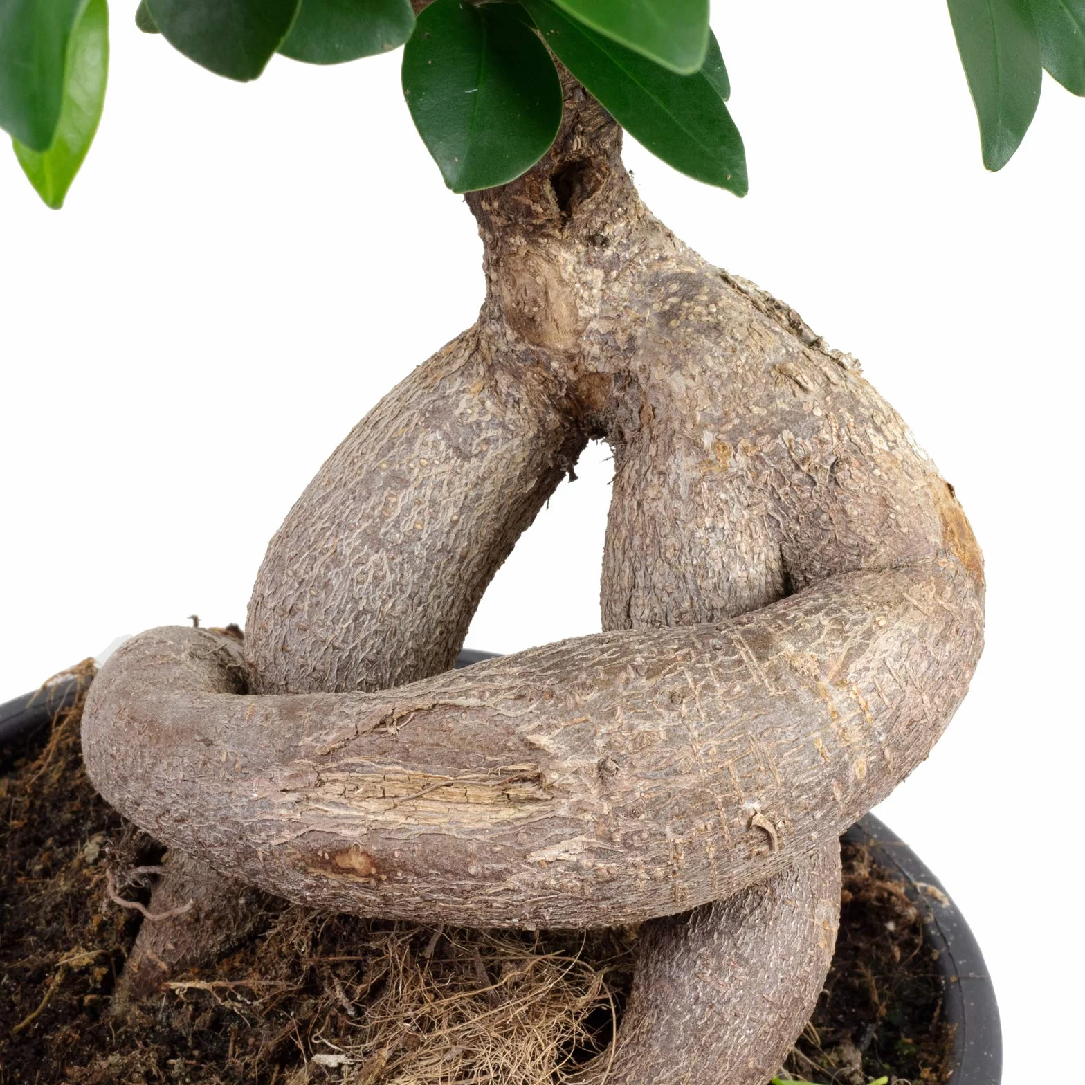 Higuera china - planta de interior de fácil cuidado, Ficus Ginseng - altura aprox. 40 cm, maceta de Ø 17 cm