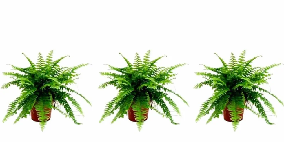 Nephrolepsis Helecho de Boston Pack 3 Plantas Naturales 15-20 cm