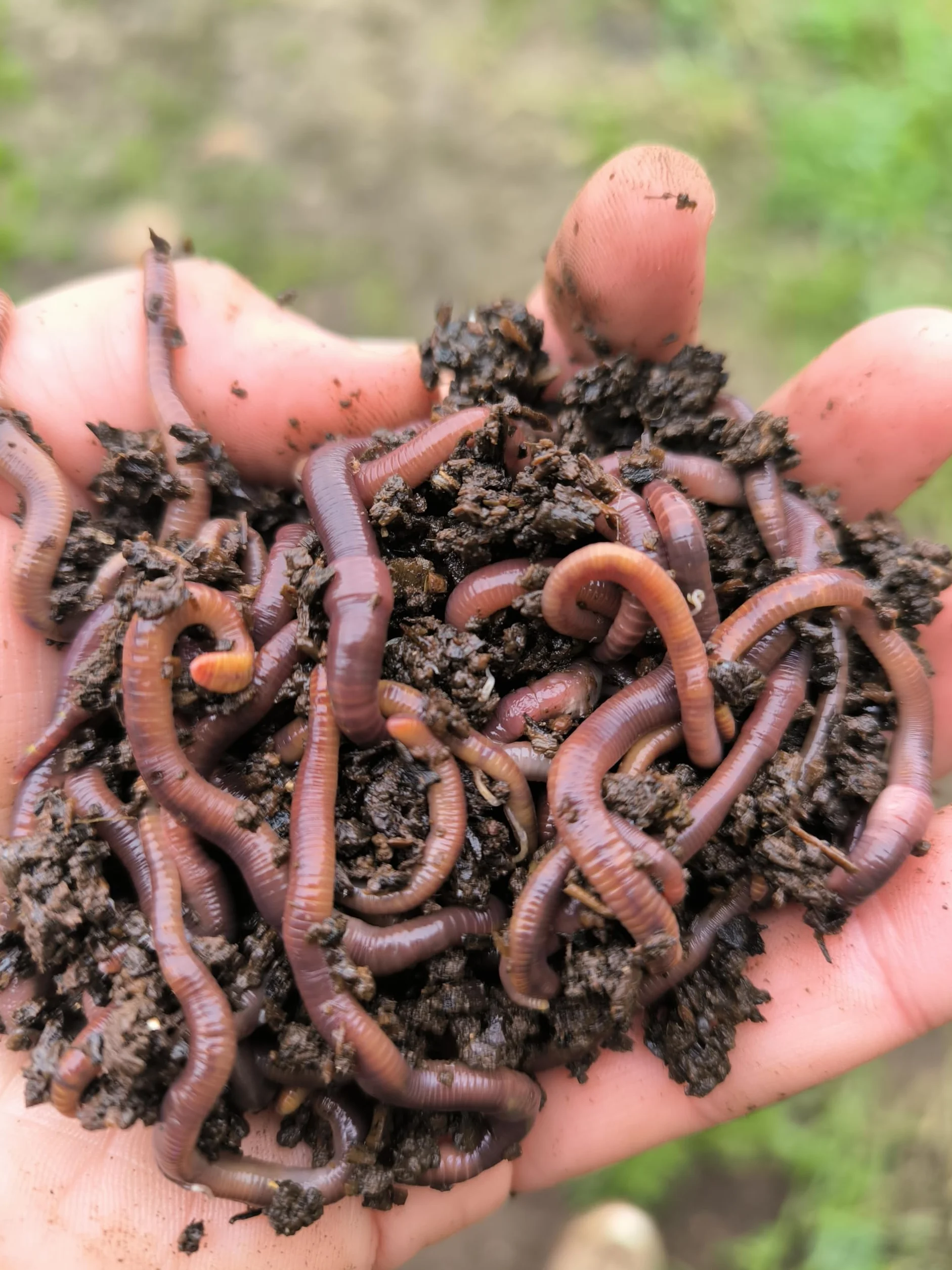 Lombriz Roja Californiana Eisenia Foetida 500 Unidades Seleccionadas a Mano para Reciclaje de Residuos