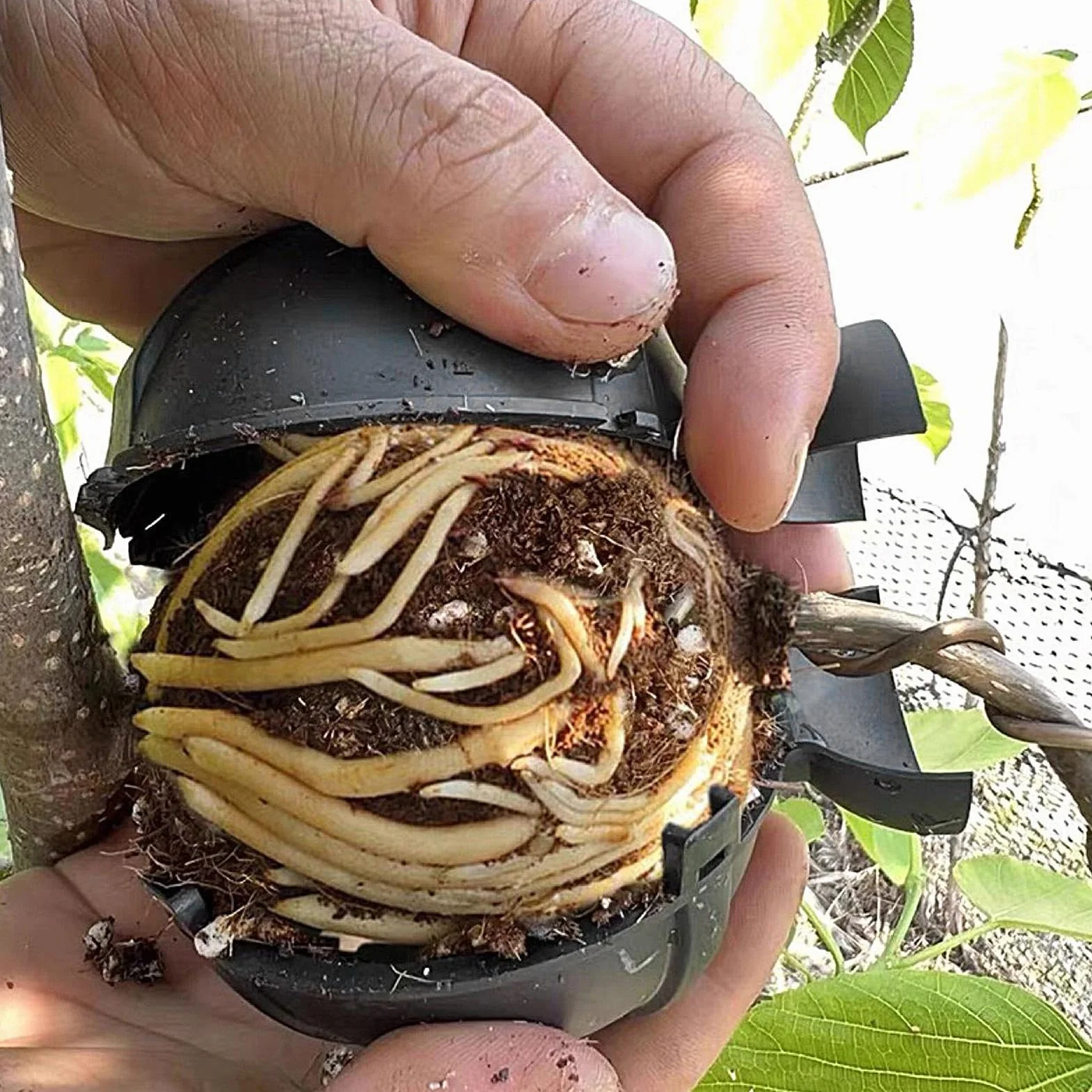 Kit De Propagación por Acodo Aéreo Reutilizable de 10 Piezas Accesorios De Jardinería