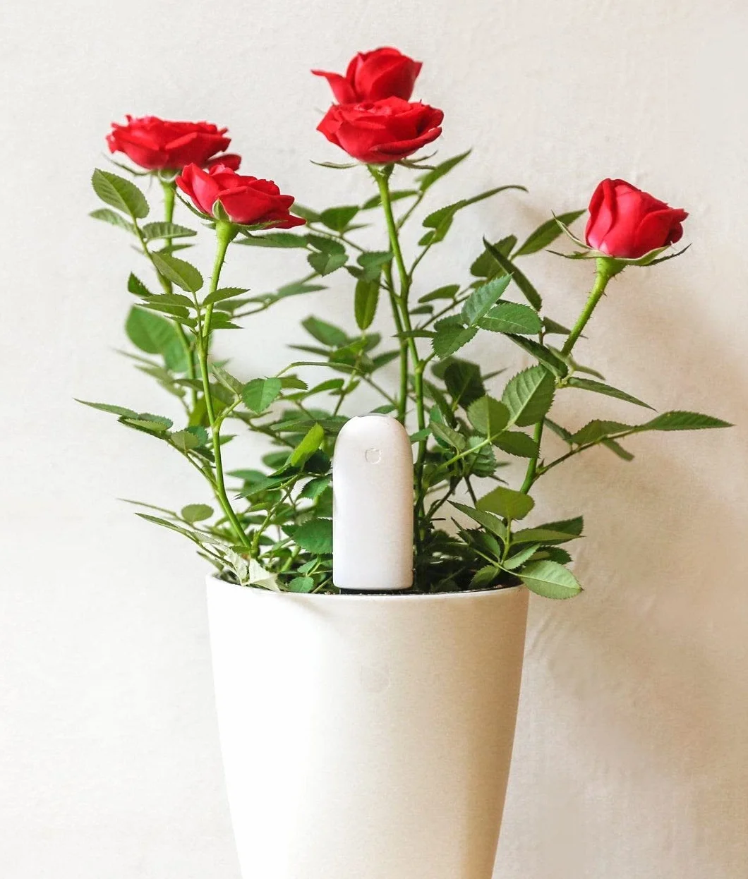 Monitor de plantas inteligente Flower Care, sensores en tiempo real para suelo, humedad, luz y temperatura, app iOS Android