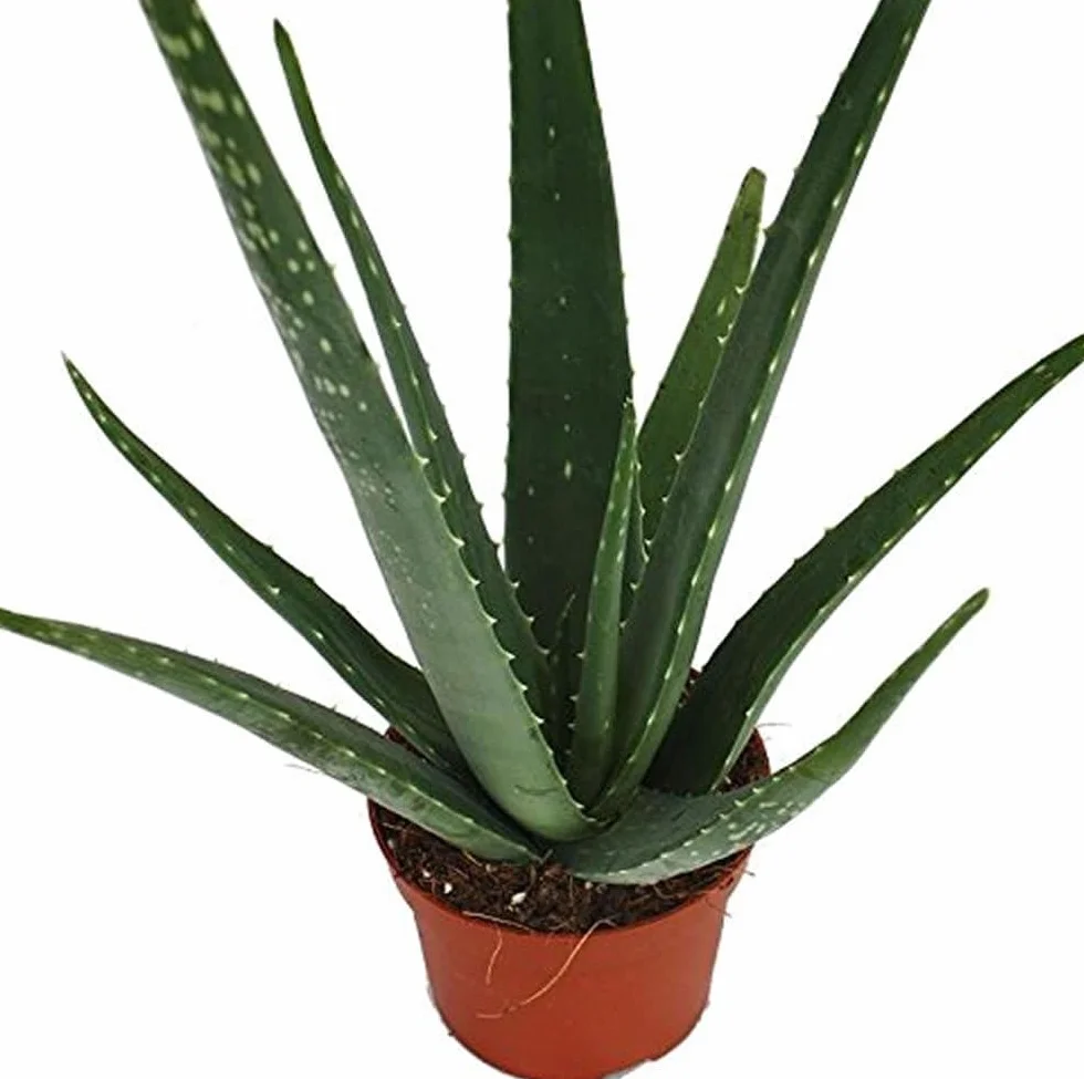 Aloe Vera Natural Eco 8,5cm Maceta Planta Jardín