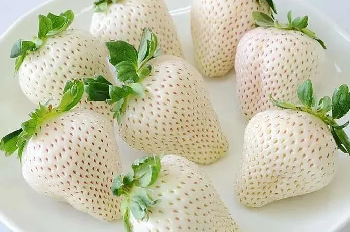 Fresa Blanca Japonesa 50 Semillas