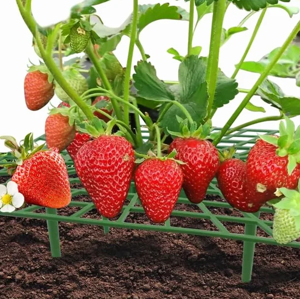 Fresera Silvestre Natural Planta de Fresas