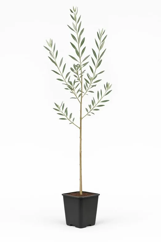 Olivo Picual Natural en Maceta 14x14 cm Altura 90-100 cm Árbol Frutal Resistente Exterior
