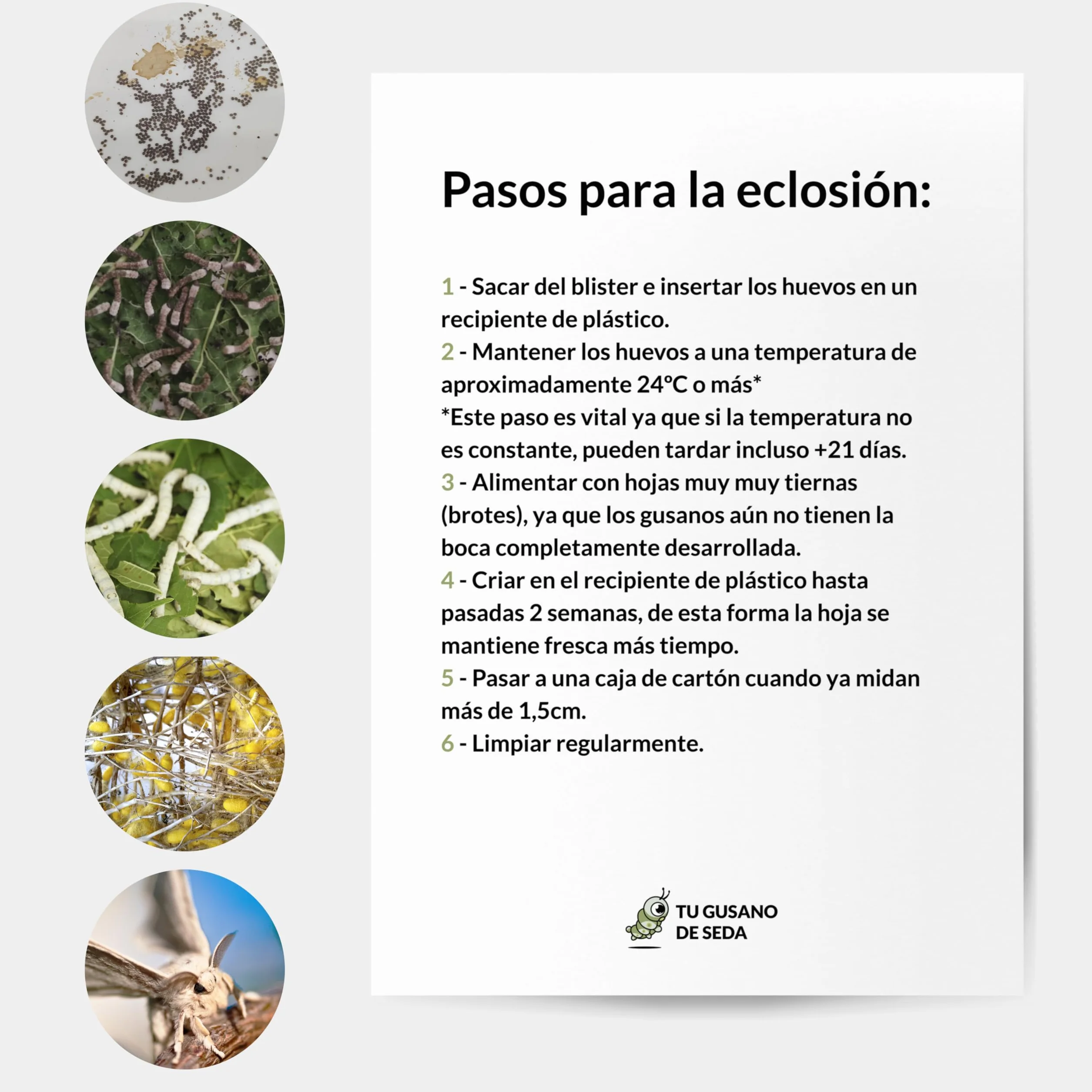 Gusanos de Seda Raza Mix 100 Huevos Eclosionan 25 Días Capullos Naturales Color Blanco Rosa Temporada 2026