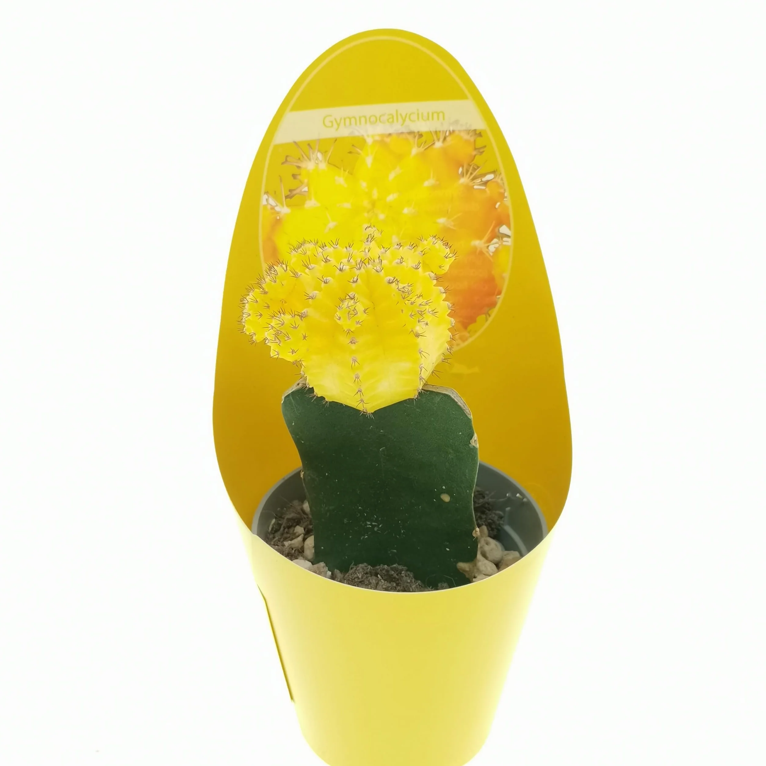 Gymnocalycium - Juego de 3 plantas suculentas reales en macetas de 6,5 cm