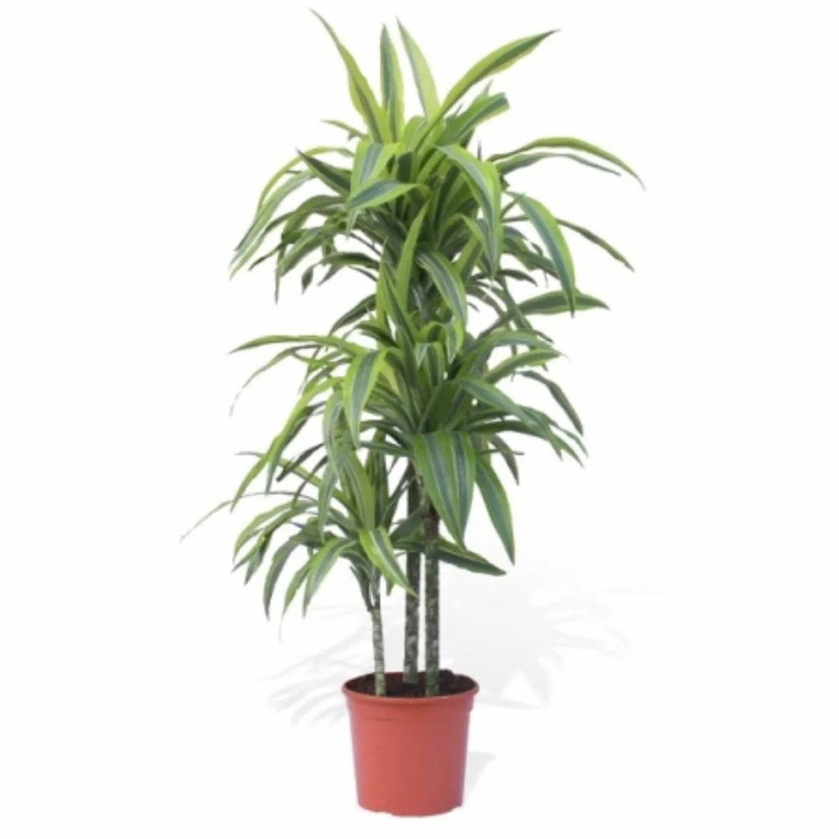 Verdecora Dracena Lemon Lime | Dracena limon | Planta natural interior 75-80cm