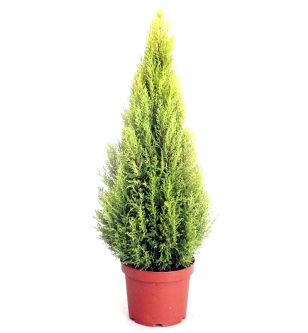 Cupressus Macrocarpa Cipres Aroma Limón Planta 80-90 cm Cortavientos Natural Segura Garden