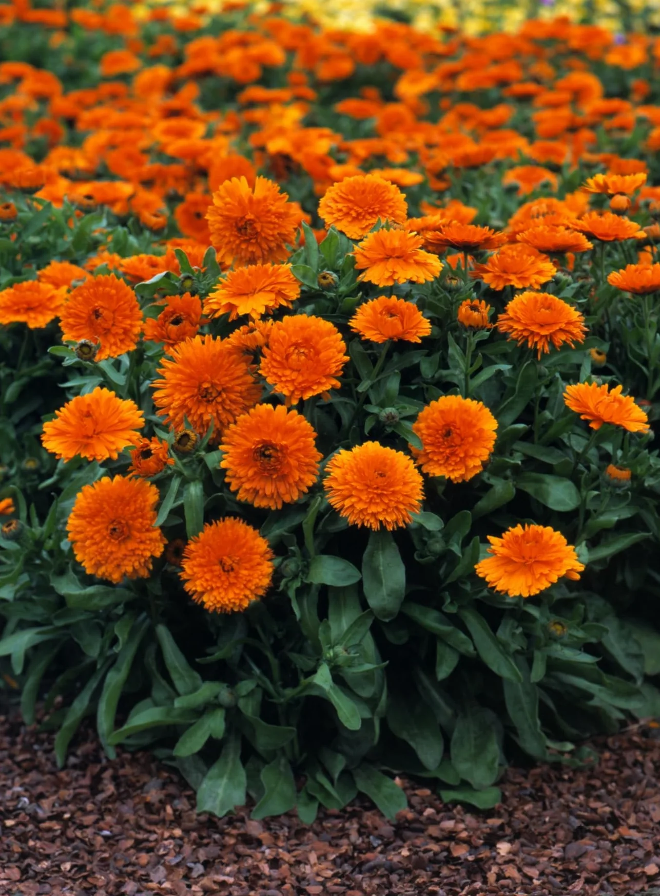 Mascarell Semillas Calendula Gigante Variada Semillas Caléndula Gigante Colores Variados Amarillos y Naranjas Altura 20-50 Cm 3 Gramos