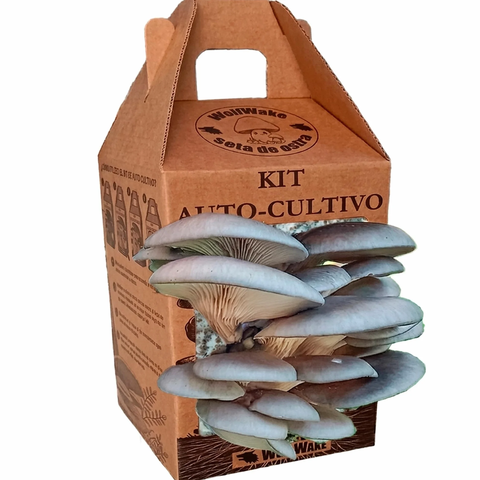 Kit autocultivo setas ostra 10 días cosechas alpaca spray pulverizador regalo cocina jardinería