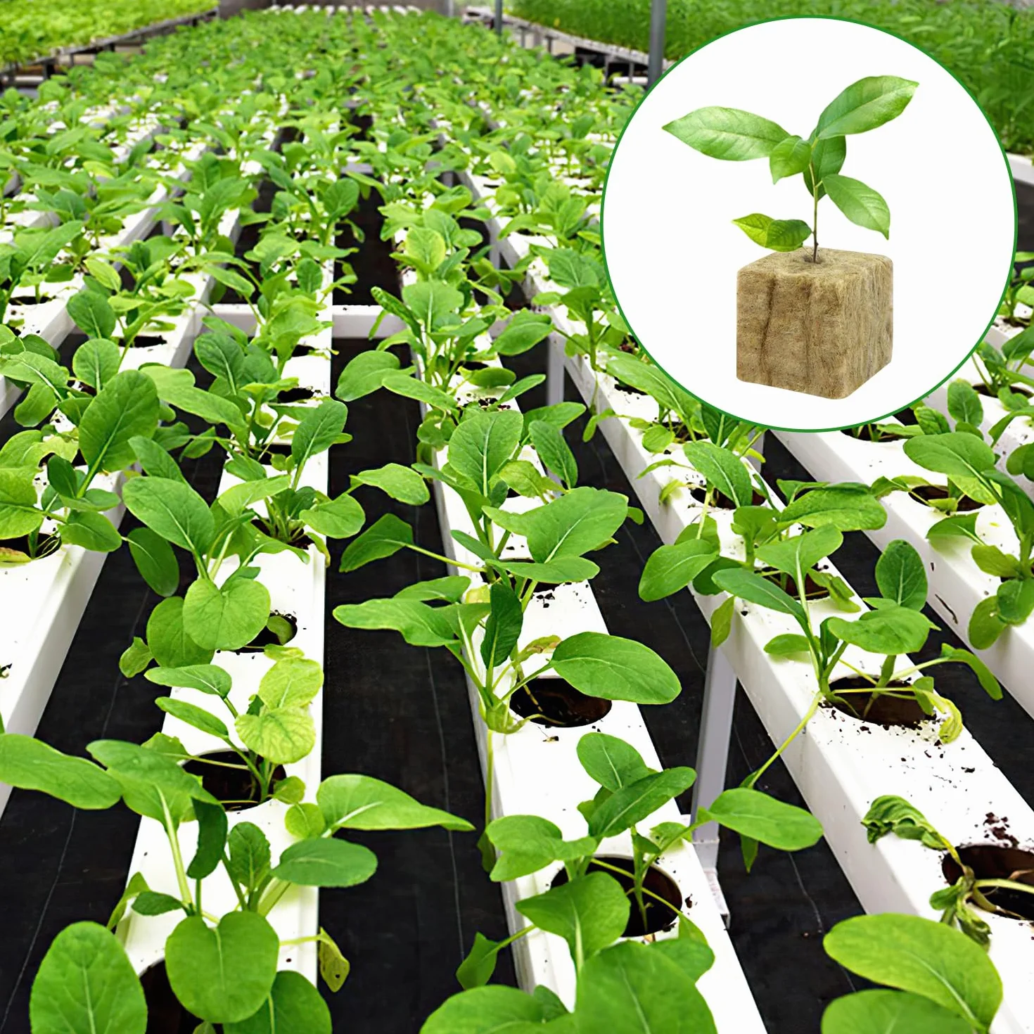 Cubos De Lana De Roca 56pcs 4 x 4 x 4 cm para Cultivo Hidropónico sin Suelo