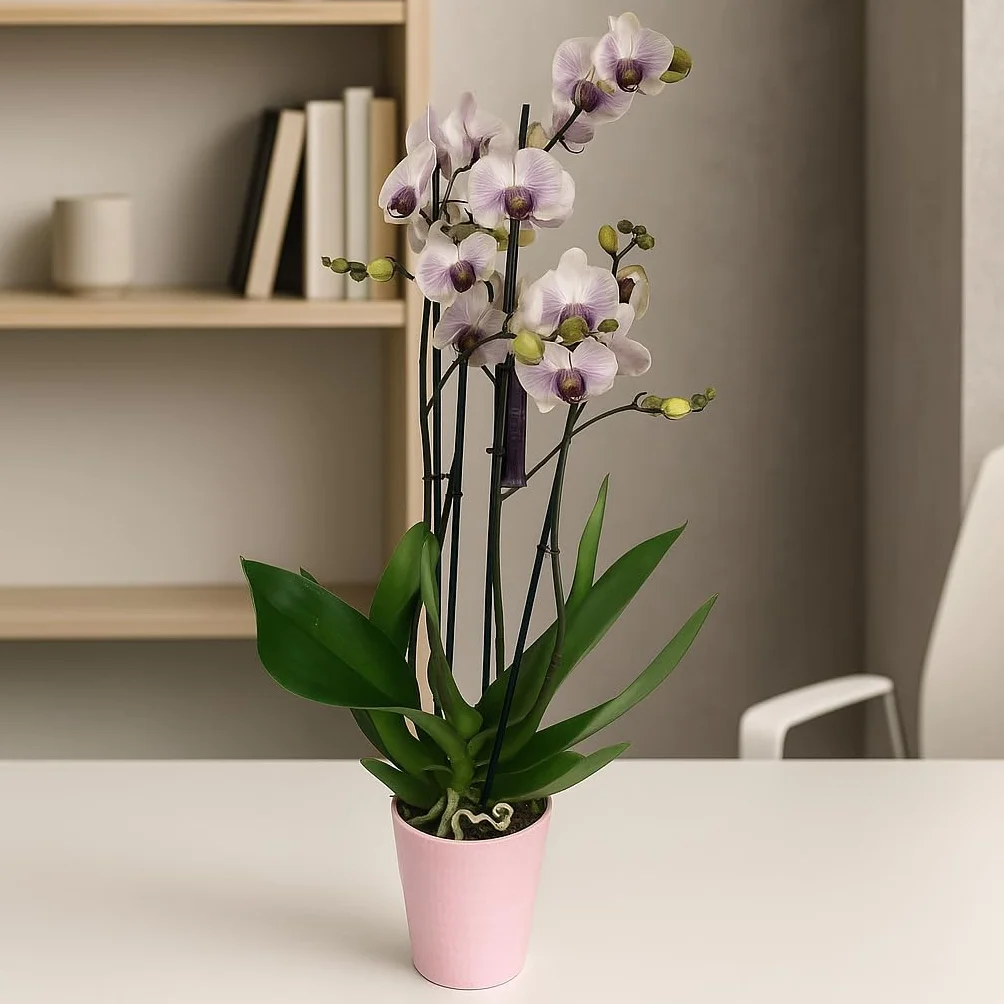 Orquídea Phalaenopsis natural 75 cm 2-3 tallos floridos Blanca veteada