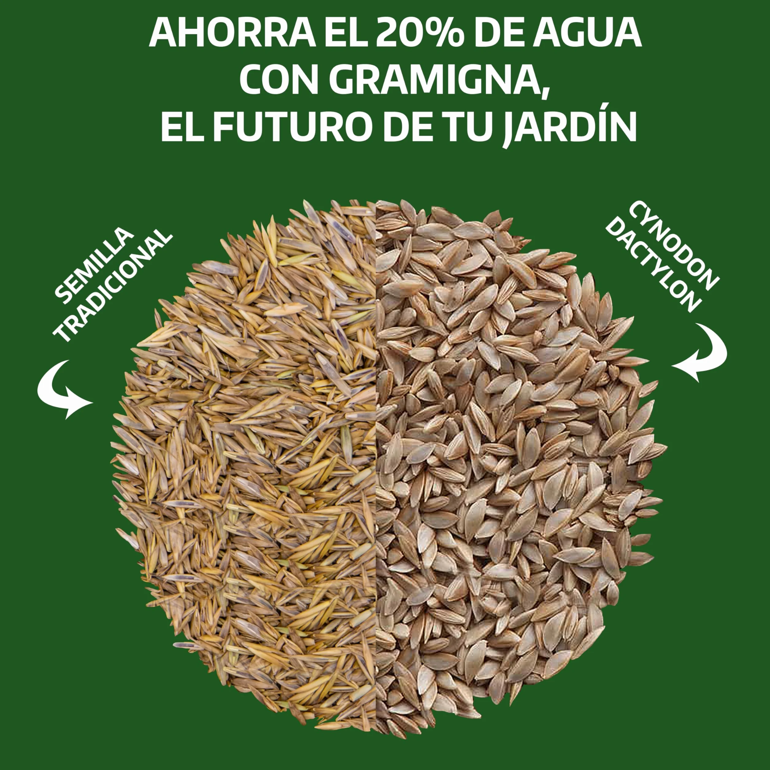 LERAVA Semillas césped grama gruesa 200 g para 20 m² resistente a la sequía