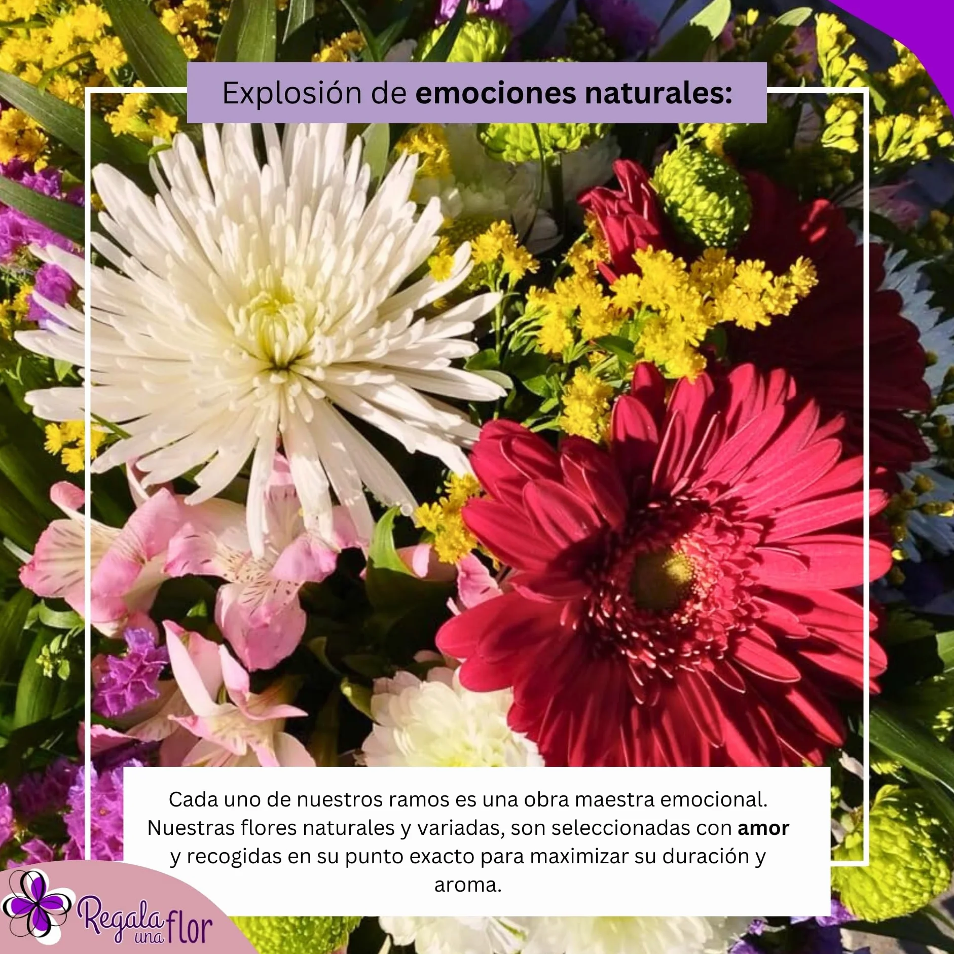 Ramo de flores naturales a domicilio con tarjeta de dedicatoria entrega 24 horas
