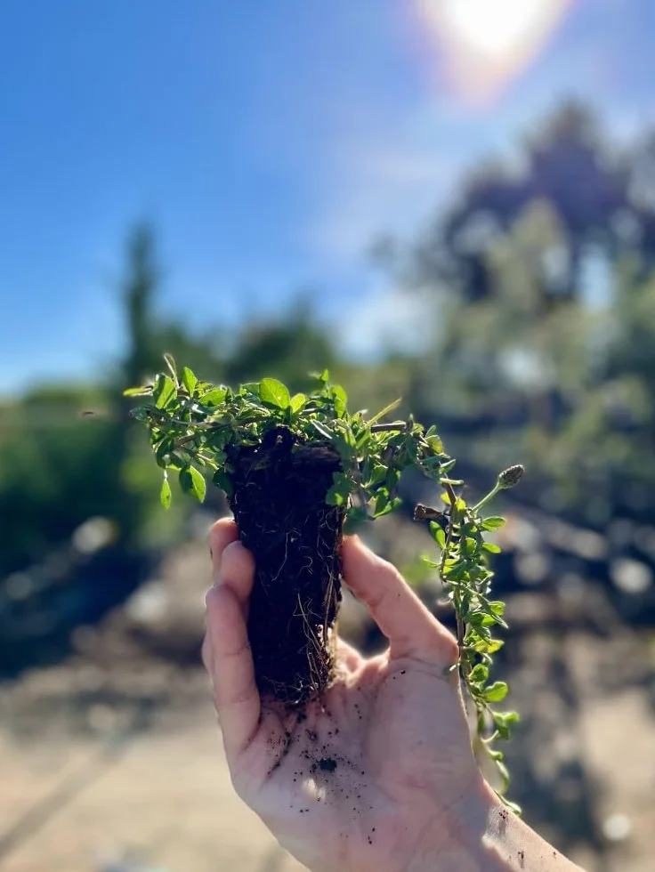 Lippia nodiflora Cubresuelos 5 m² Césped Alternativo Bajo Mantenimiento Planta Rastrera Tolerante Sequía Crecimiento Rápido