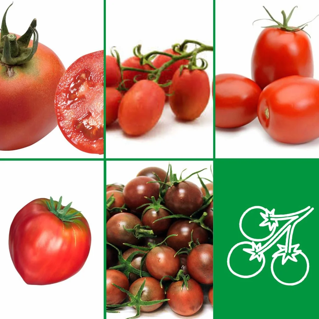 Nojus Juego de semillas de tomate 10 variedades Kit de inicio 10 paquetes