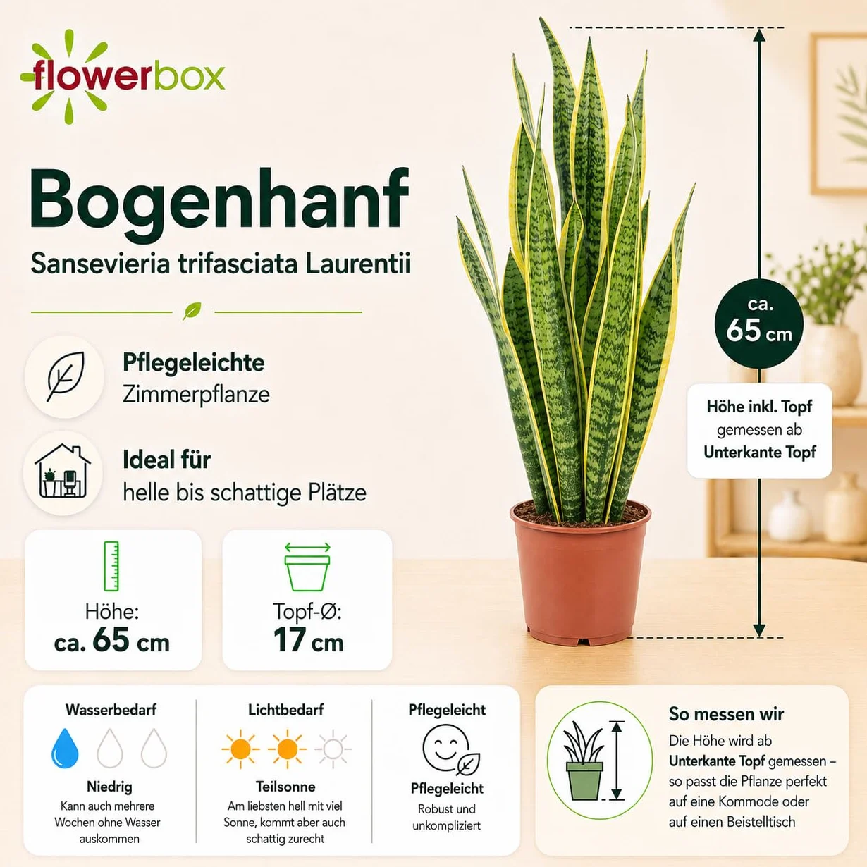 Sansevière Sansevieria trifasciata Laurentii planta interior 65 cm maceta Ø 17 cm