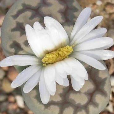 Lithops Living Stone several plants in 8,5 cm pot