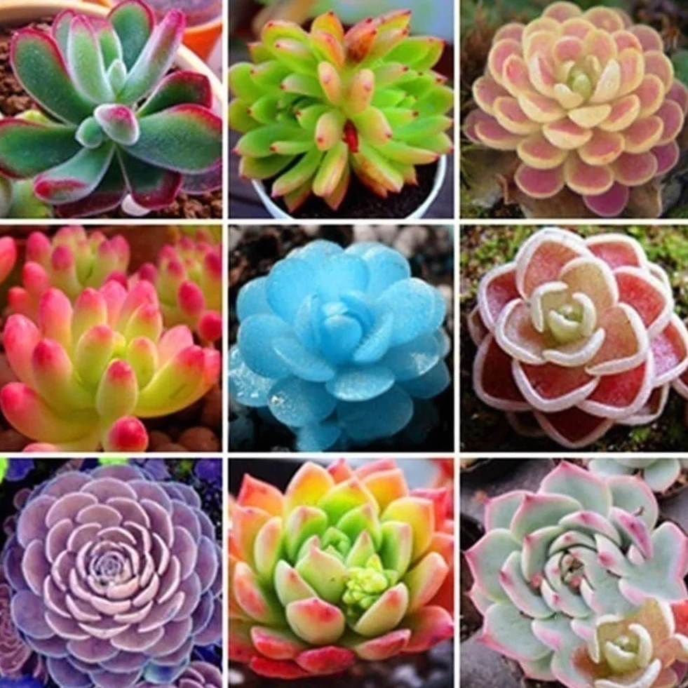 Semillas de Plantas Suculentas Ornamentales 500 Unids para Maceta Bonsai Decoración Jardín