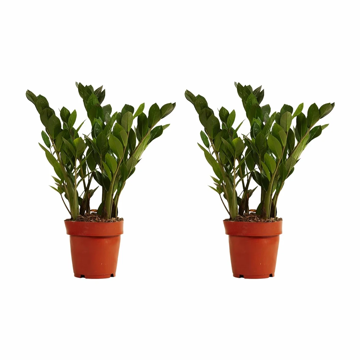 Bloomique Zamioculcas zamiifolia ZZ plant Planta de interior Purificadora 30-40 cm Maceta 12 cm