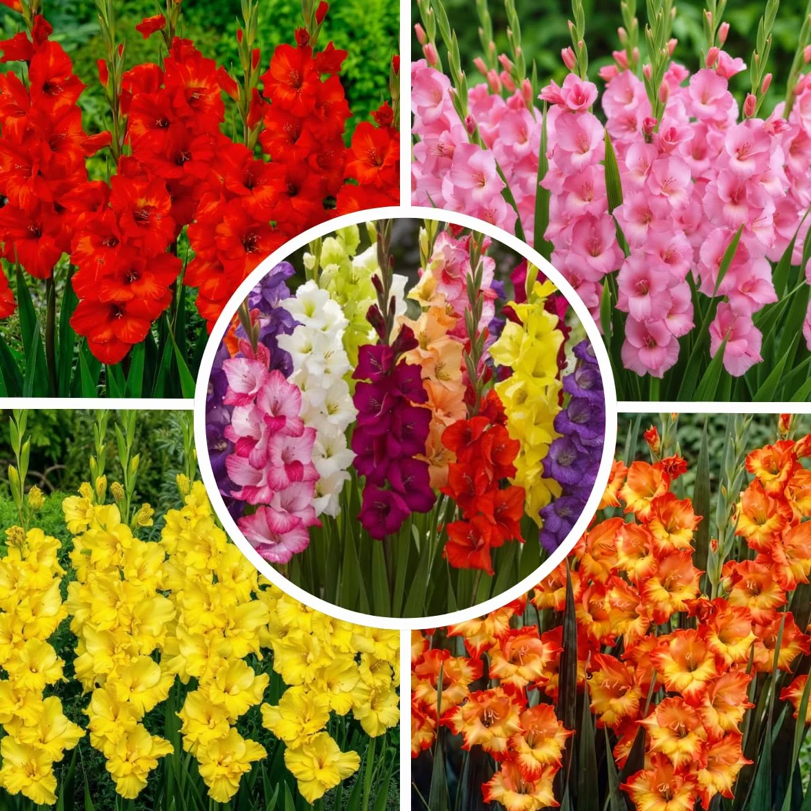 Gladiolos Bulbos Super Collection 50 bulbos Mezcla exclusiva Holanda 7 variedades colores Decoración perenne jardín balcón