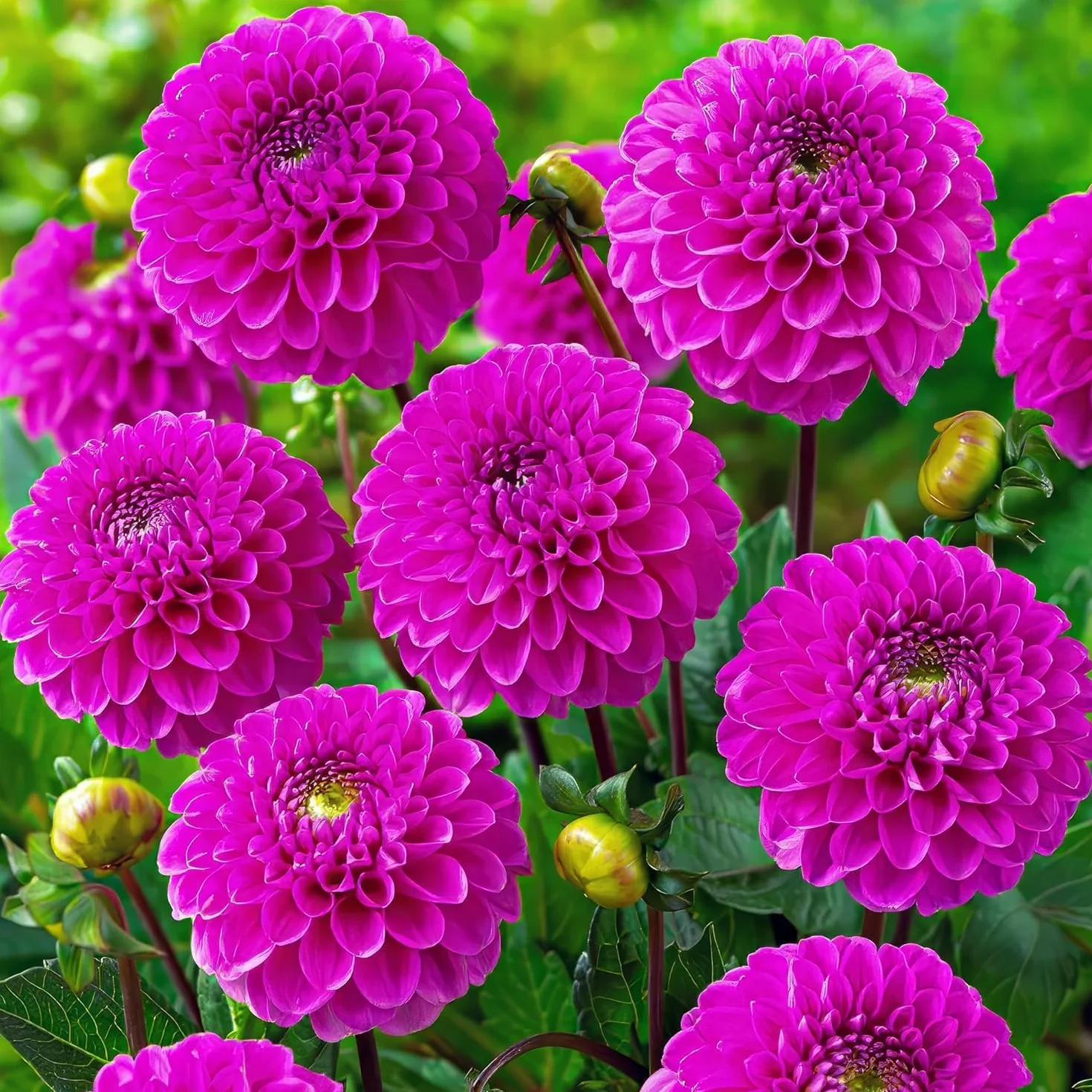 Dalias Pom Pom Moradas: Paquete Mixto 5 Variedades Bulbos Holanda Plantas Grandes Jardín Maceta