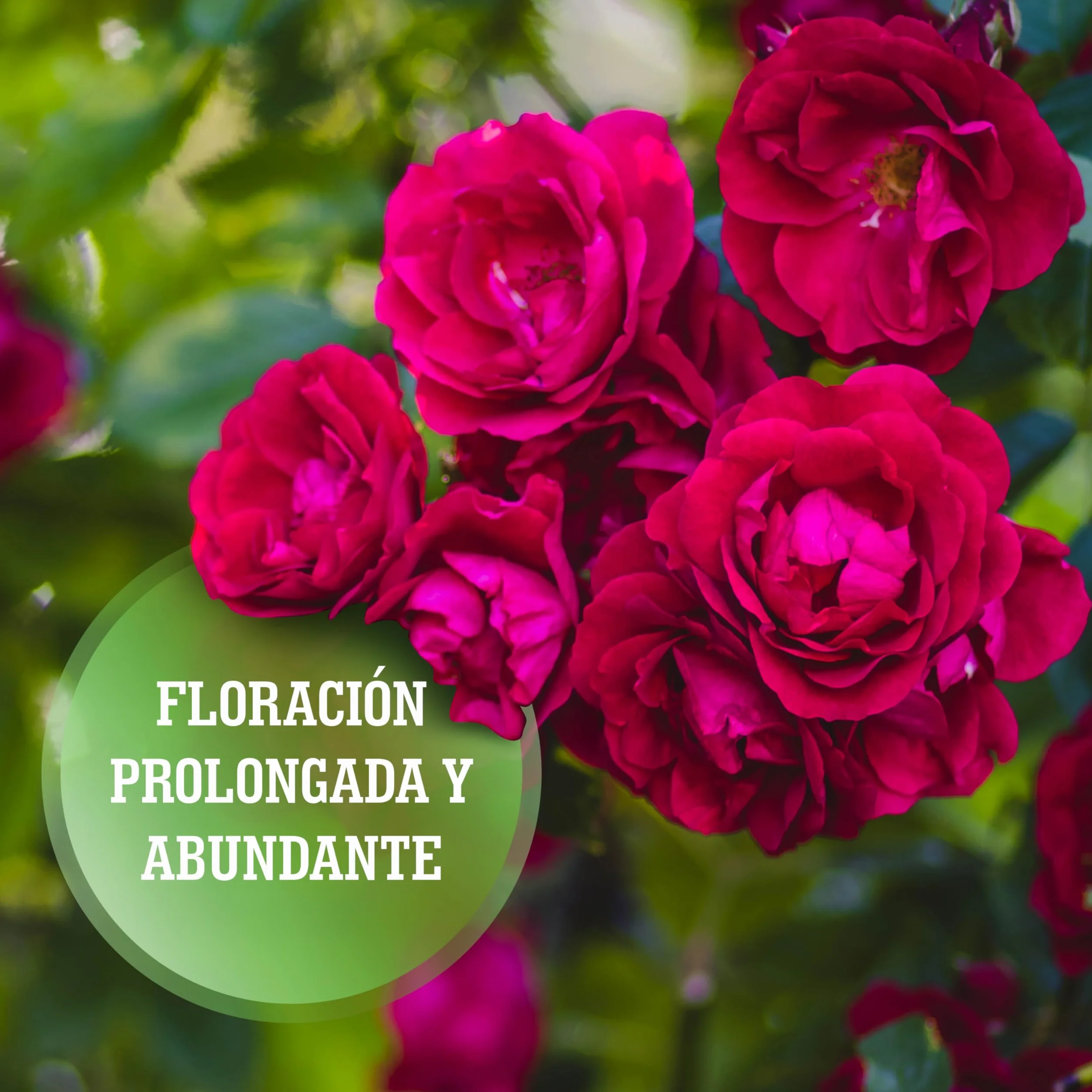 LERAVA Abono líquido para rosas 700 ml con tapón dosificador quelatos microelementos Made in Italy