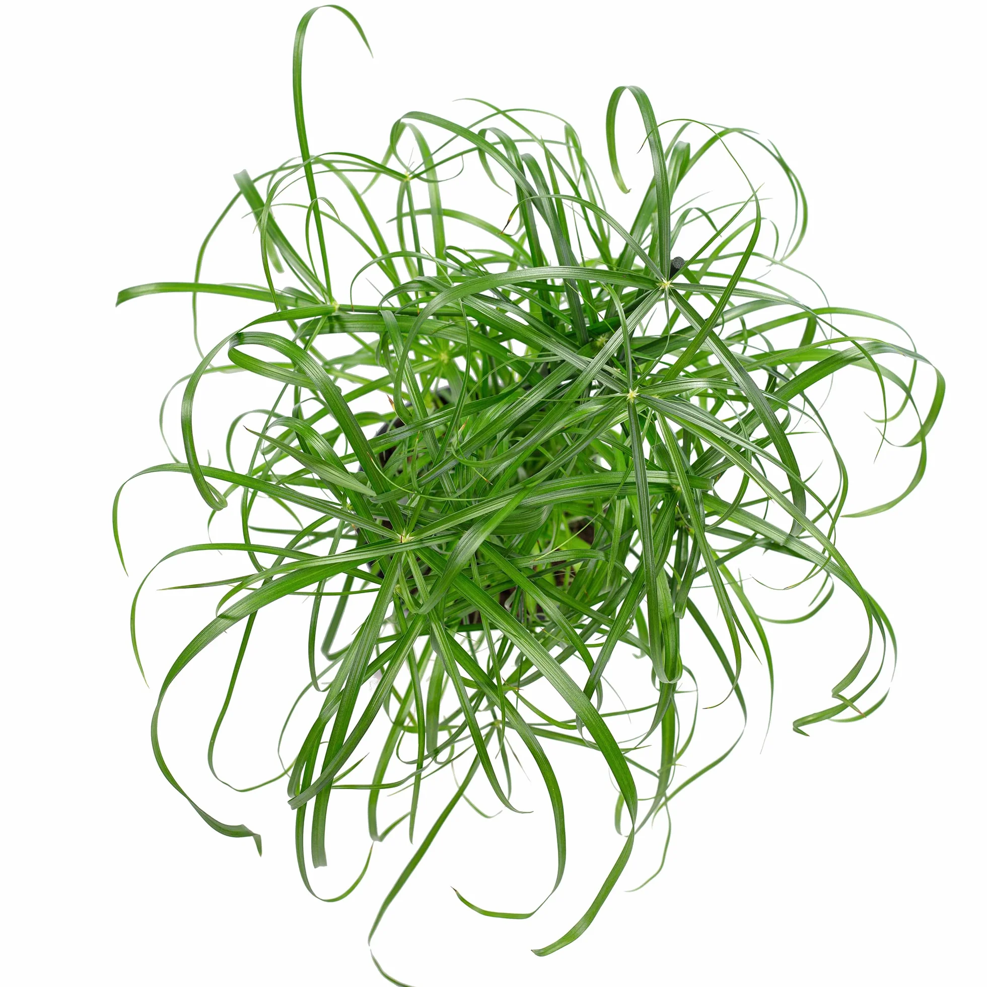 Cyperus alternifolius Planta de interior 60 cm maceta 14 cm