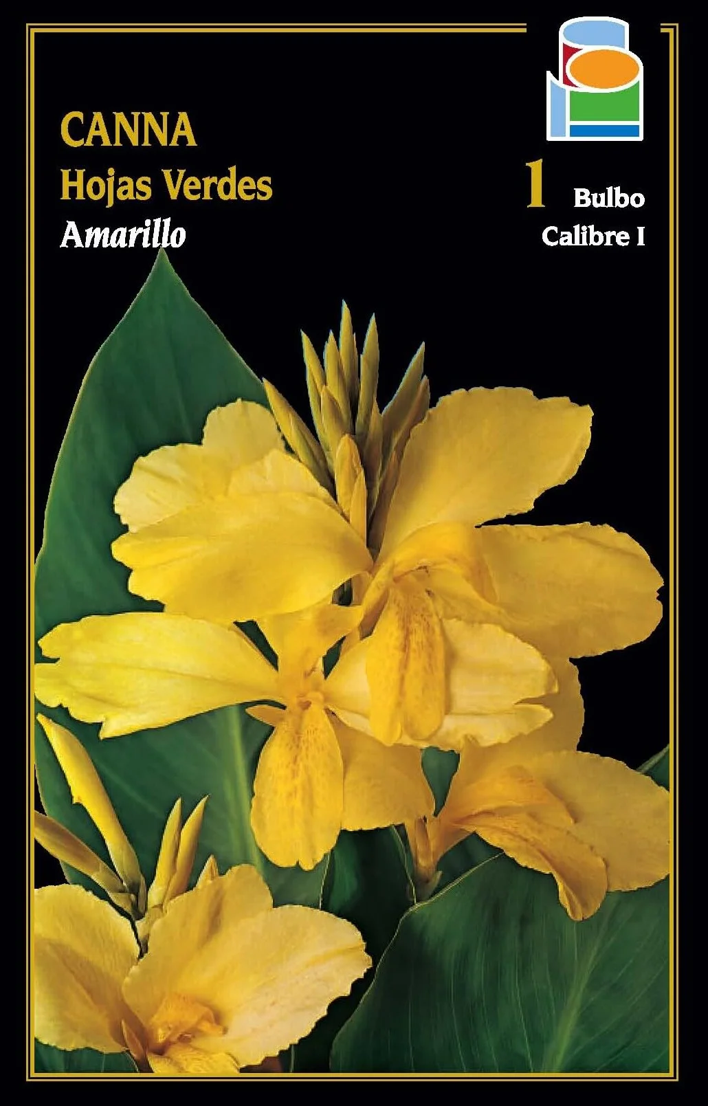 Bulbo de flor canna hojas verdes amarillo 1 unidad calibre I