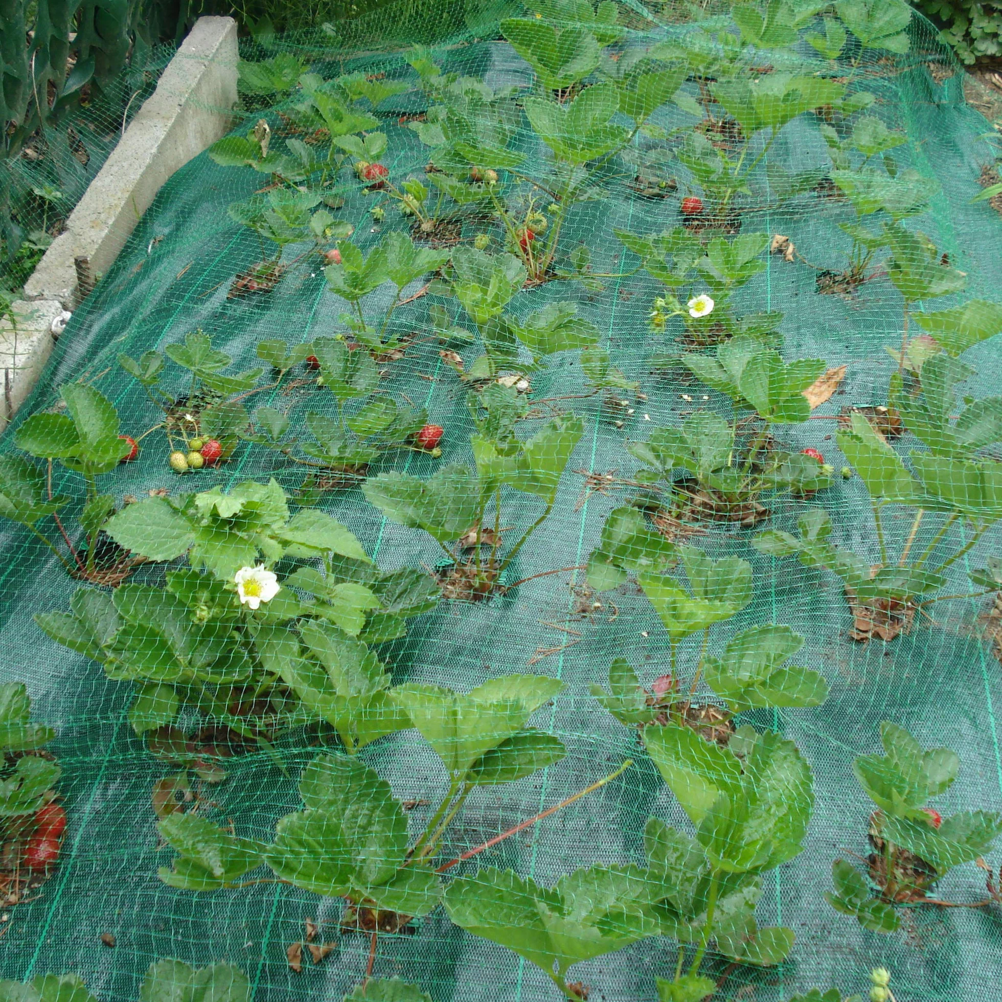TENAX Ortoflex 2,00x10 m Verde Malla Antipájaros Protección Frutos Cultivos