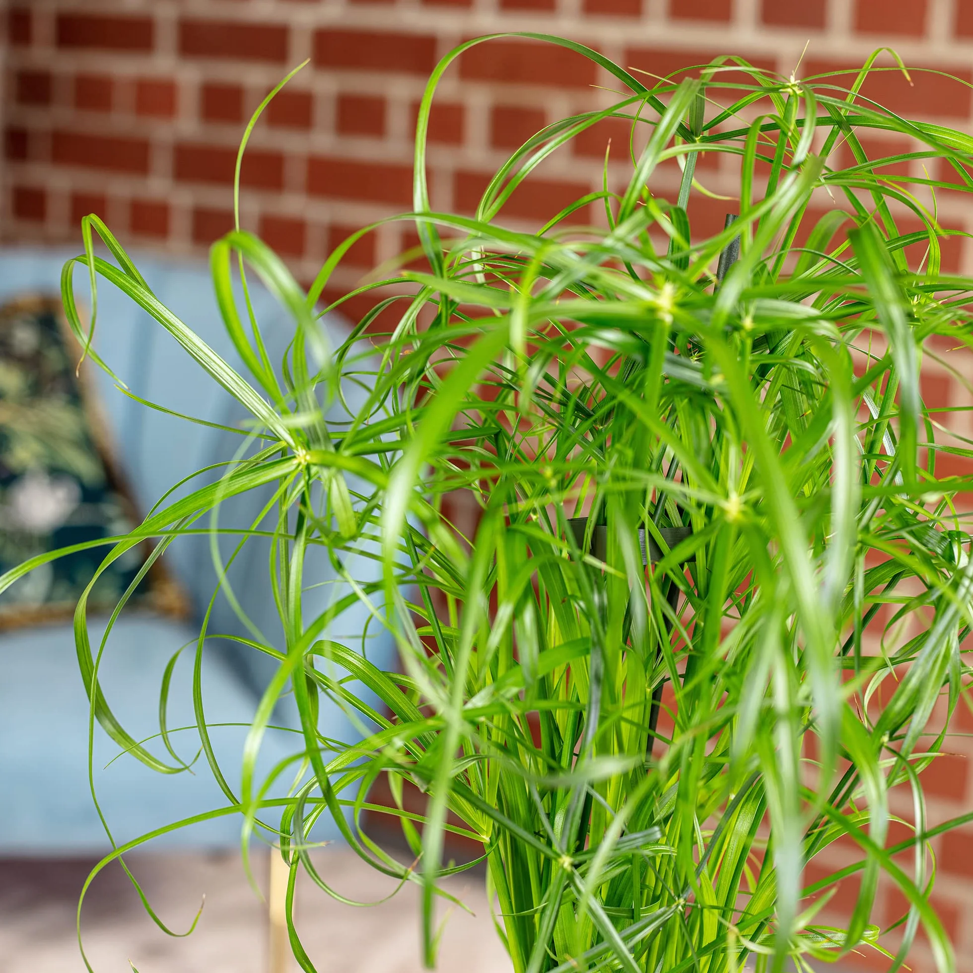 Cyperus alternifolius Planta de interior 60 cm maceta 14 cm