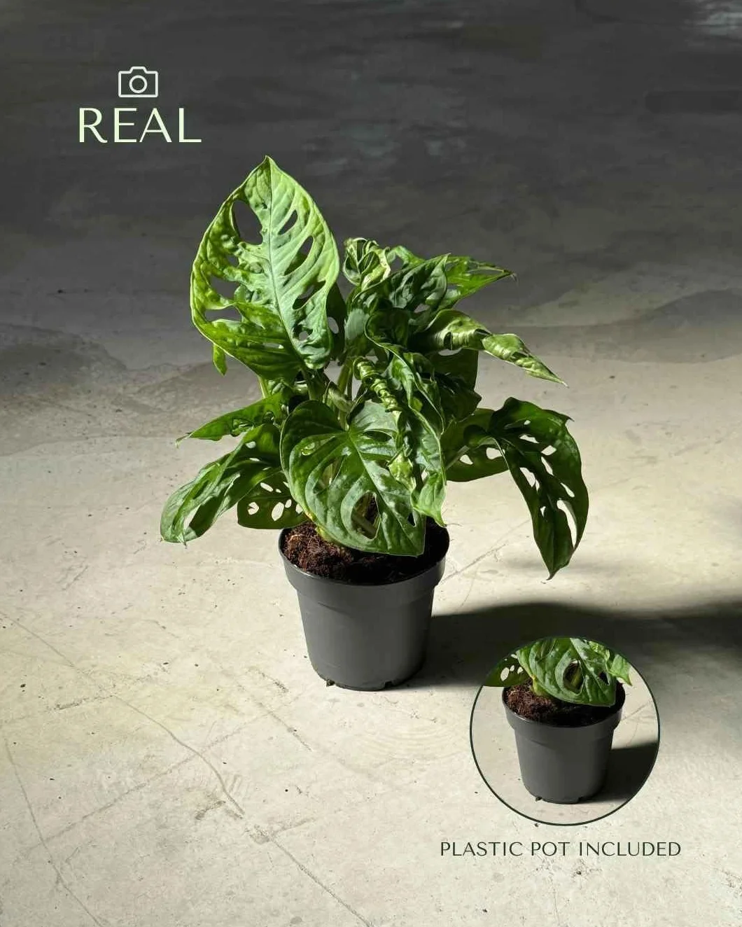 Monstera adansonii PUR PLANT Planta natural interior Maceta Ø12 cm Monkey Leaf